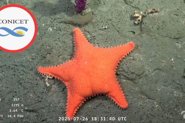 estrella culona