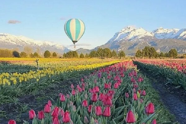 tulipanes-trevelin-711x400-1